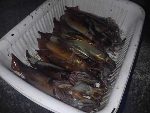 スルメイカの釣果