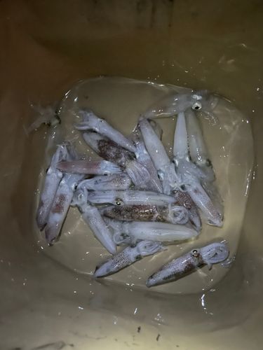 ヒイカの釣果