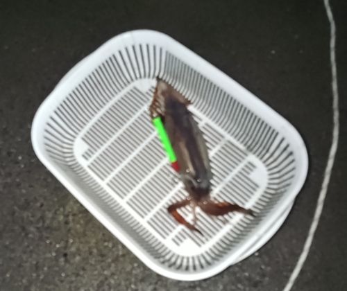 スルメイカの釣果