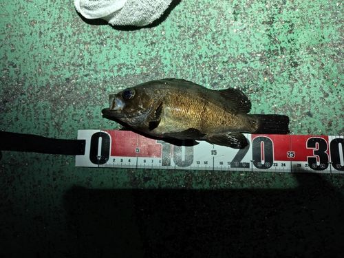 アオメバルの釣果