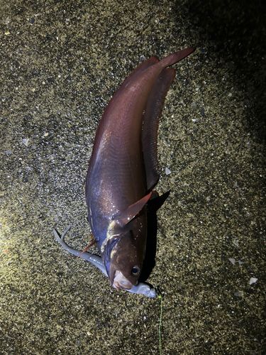 ドンコの釣果