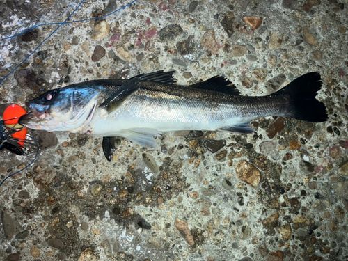 シーバスの釣果
