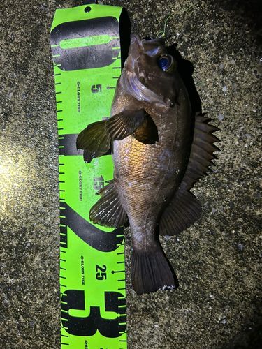 メバルの釣果