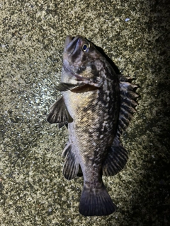クロソイの釣果