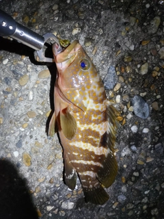 キジハタの釣果