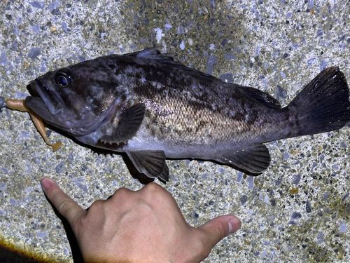 クロソイの釣果