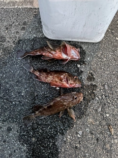 カサゴの釣果
