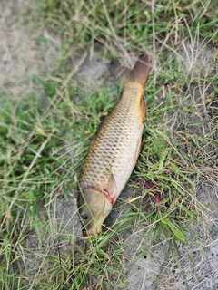 コイの釣果