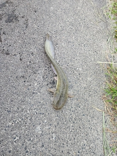 ニホンナマズの釣果
