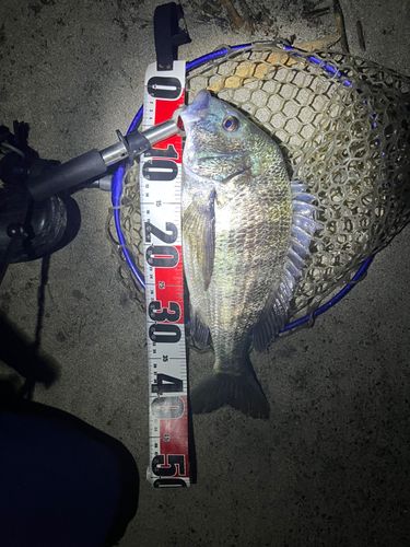 チヌの釣果