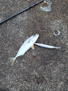 ワカシの釣果