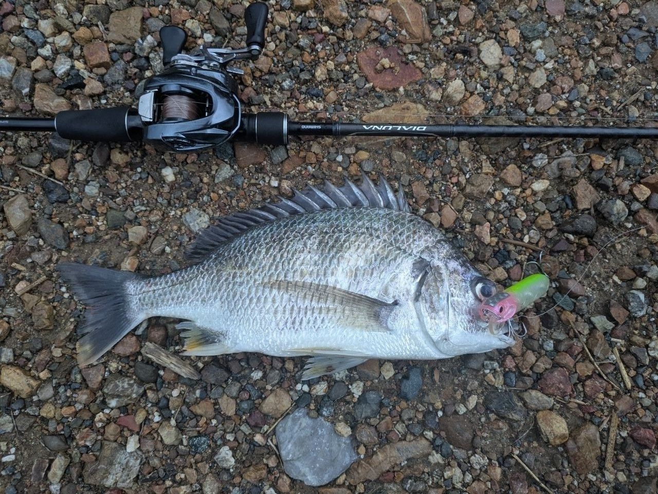 SHIMANO 18ディアルーナ B86Mの最安値・インプレ・釣果 | 本音の口コミ