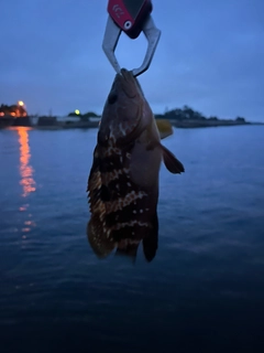 キジハタの釣果
