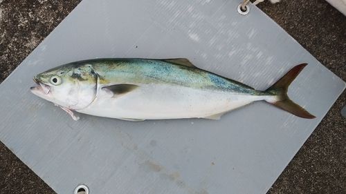 ツバスの釣果