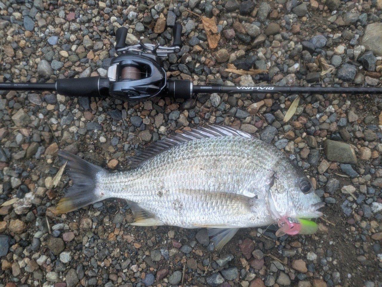 SHIMANO 18ディアルーナ B86Mの最安値・インプレ・釣果 | 本音の口コミ