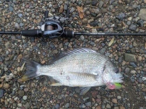 キビレの釣果