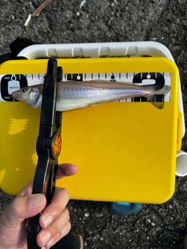 キスの釣果