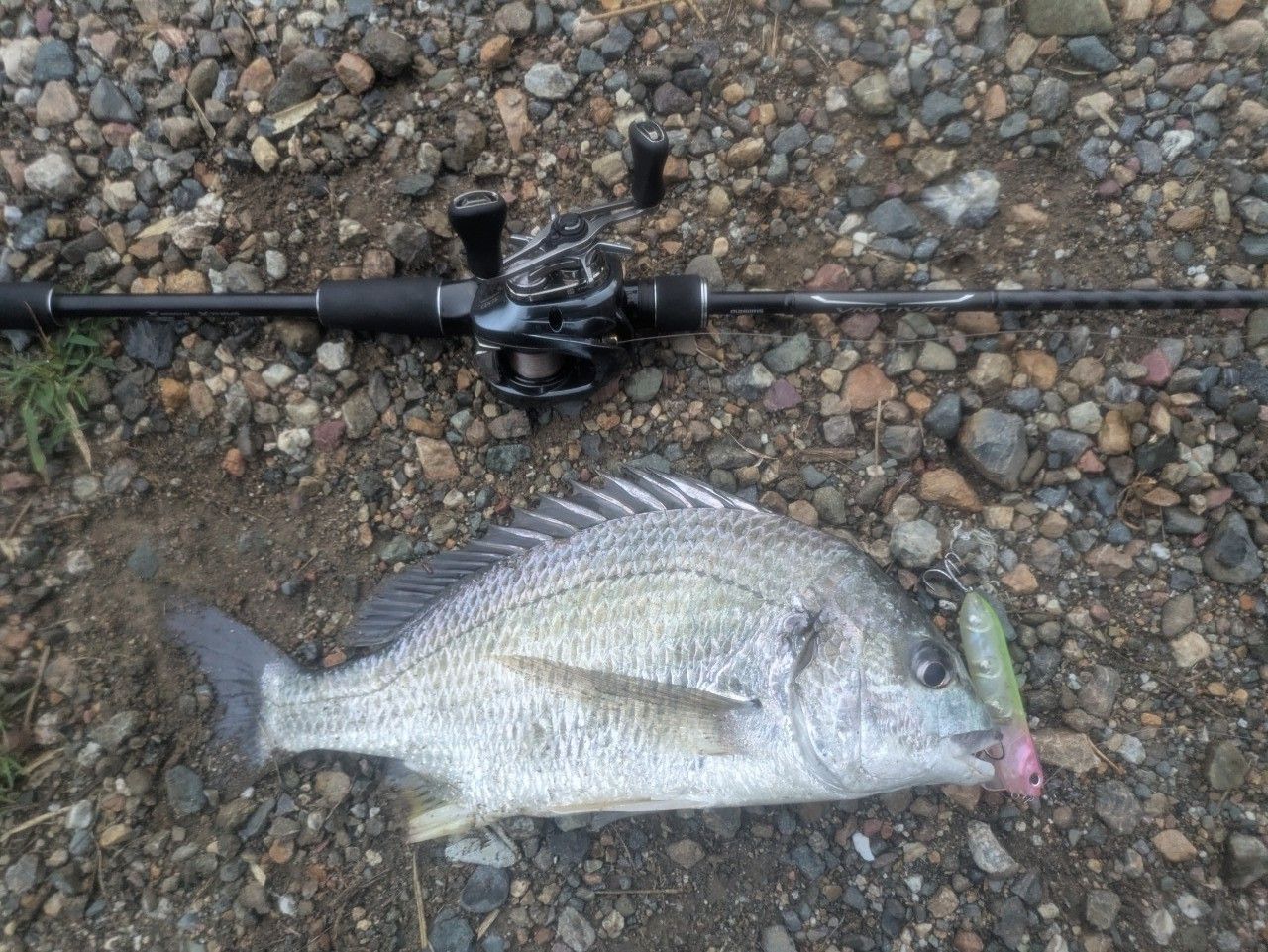 SHIMANO 18ディアルーナ B86Mの最安値・インプレ・釣果 | 本音の口コミ