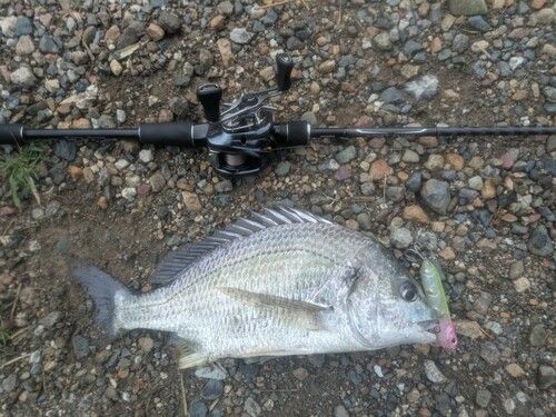 キビレの釣果