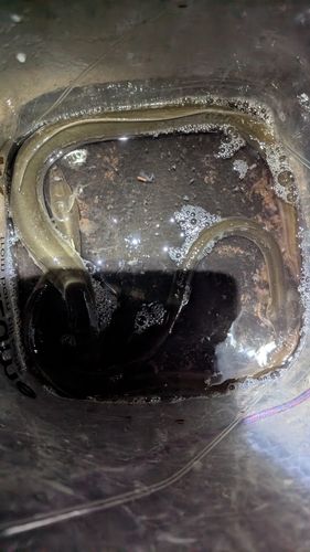 ウナギの釣果