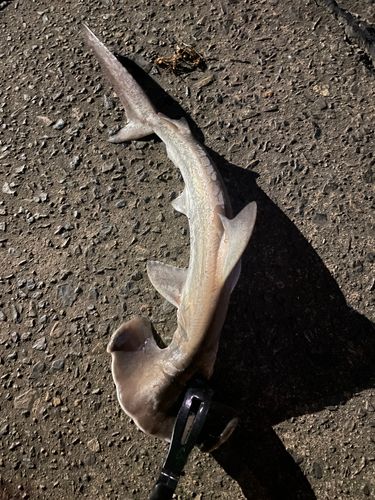 ハンマーヘッドシャークの釣果