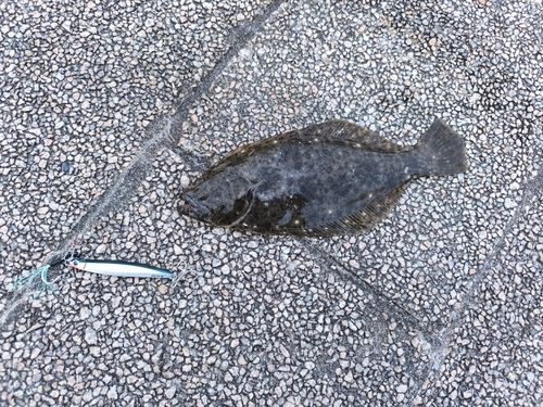 ヒラメの釣果