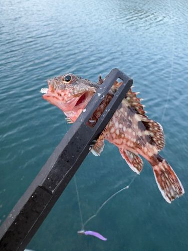 アラカブの釣果