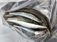 カマスの釣果