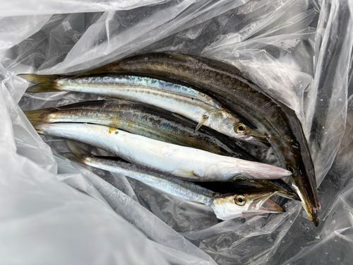 カマスの釣果
