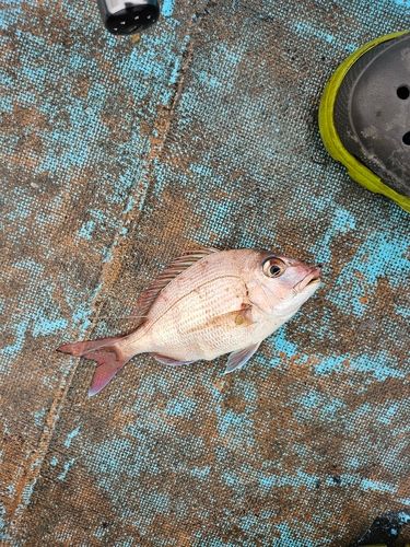 チャリコの釣果
