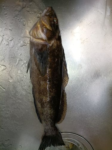 アイナメの釣果