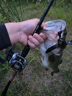 ブラックバスの釣果