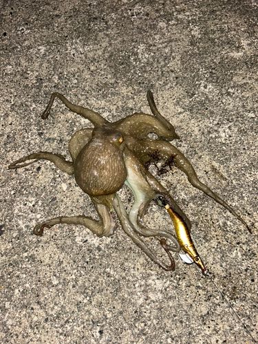タコの釣果