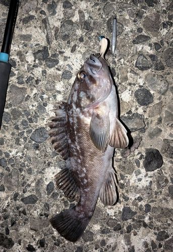 クロソイの釣果