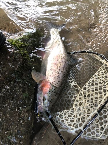 ニジマスの釣果
