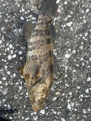 チャイロマルハタの釣果
