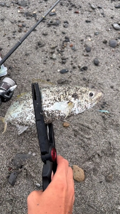 アオアジの釣果