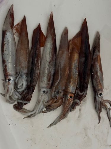 イカの釣果