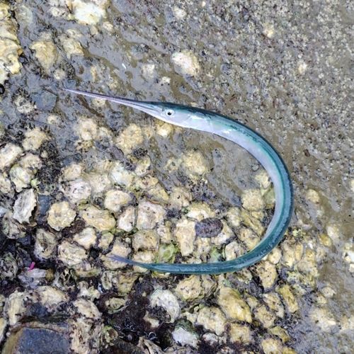 ダツの釣果