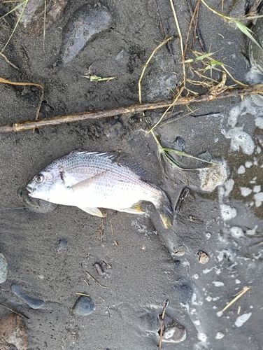 キビレの釣果