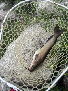 チャネルキャットフィッシュの釣果