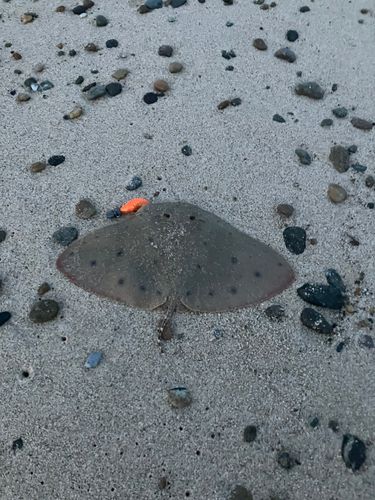 エイの釣果