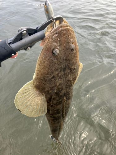 コチの釣果