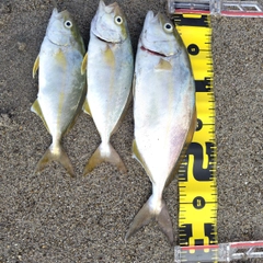 ショゴの釣果