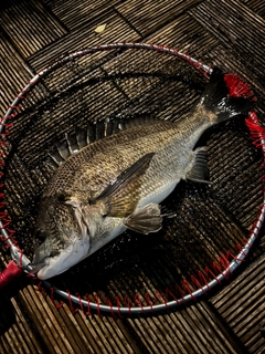 クロダイの釣果