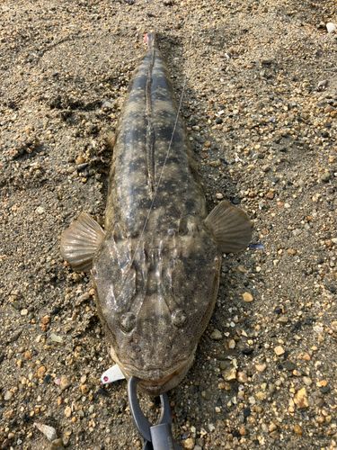 コチの釣果