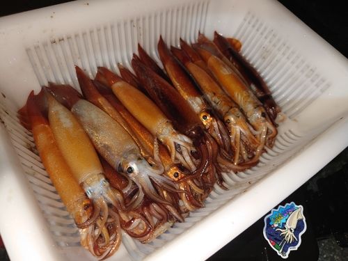 イカの釣果