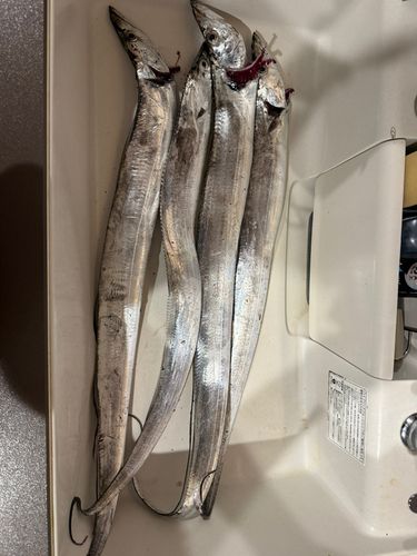 タチウオの釣果