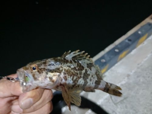 タケノコメバルの釣果