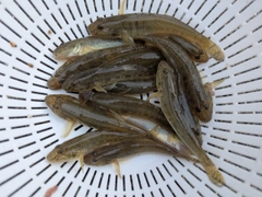 マハゼの釣果